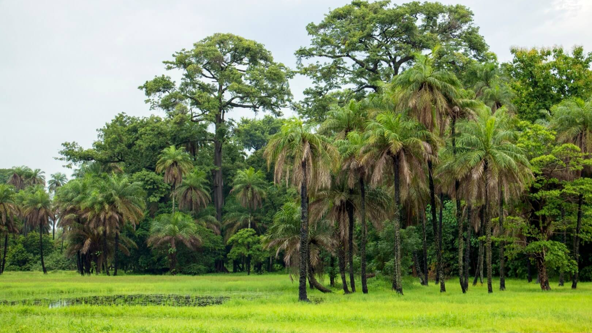 Le Parc National de Basse-Casamance